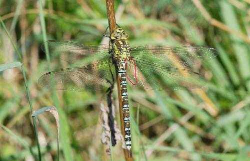Aeshna cyanea